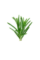green leaves of rosemary on a white background. fresh herbs