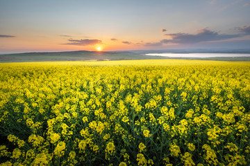Rapeseed field at sunset, Blooming canola flowers panorama. Rape on the field in summer. Bright Yellow rapeseed oil