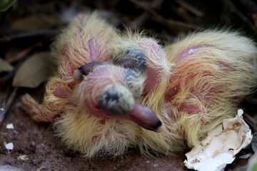 baby chicken and chicks
