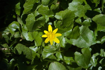 żółty kwiatek na tle świeżo zielonych liści