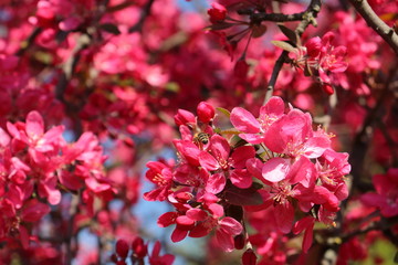 pink apple blossom in spring