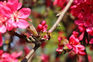 pink apple flower