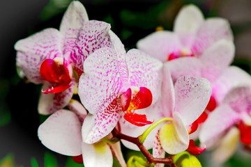 Fototapeta na wymiar pink branches with blooming orchids