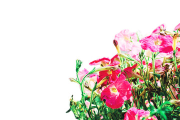 Pink flowers on a white background. Place for text.