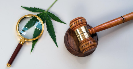 CBD, marijuana leaves and judging mallets