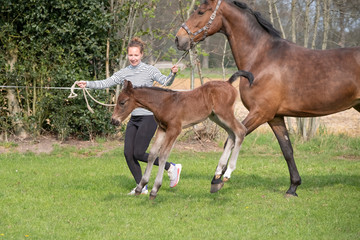 Cute small brown foal running in trot free in the field with his mother. A young woman is running...