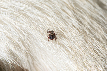 Encephalitis tick insect crawling on animal hair. Ixodes ricinus or Dermacentor variabilis