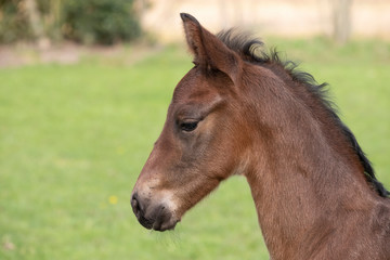 A close-up of a baby horse on grass background, seen from the side