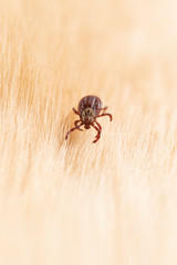 tick on pet, carrier of infections, diseases of dog piroplasmosis or babesiosis