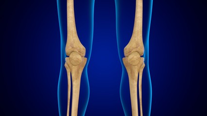 3D Illustration Human Skeleton Anatomy Bones of Patella
