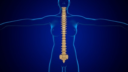 3D Illustration Human Skeleton Vertebral Column Anatomy For Medical Concept