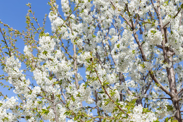 Beautifully blooming cherry trees, background with blooming flowers on a spring day.