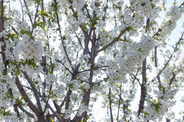 Beautifully blooming cherry trees, background with blooming flowers on a spring day.