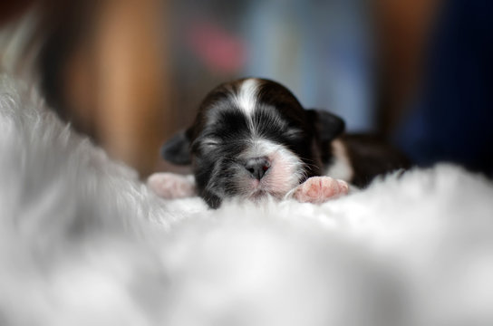 shih tzu cute dogs beautiful photos newborn puppies light background

