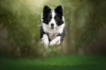 border collie dog beautiful portrait green background photo in motion funny dog
