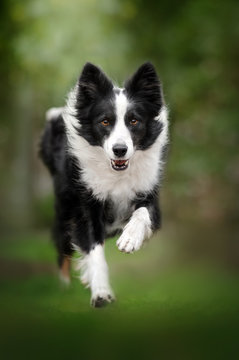border collie dog beautiful portrait green background photo in motion funny dog
