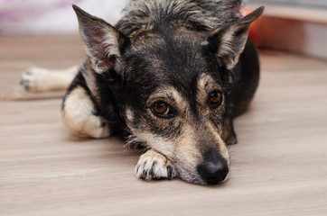 sad dog lies at home on the floor