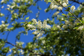 Bird cherry blossom on a branch with green leaf
