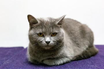Fototapeta na wymiar Beautiful grey british cat on white background