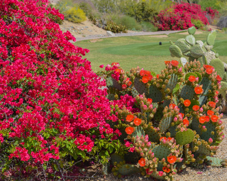 Bougainvillea has thorny ornamental vines and Prickly Pear Cactus (Opuntia Cactaceae) blooming in Glendale, Maricopa County, Arizona USA