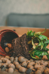 Transplanting plants, ground everywhere, a new pot