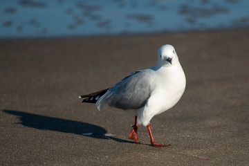 seagull walking on the sandy beach at sunrise