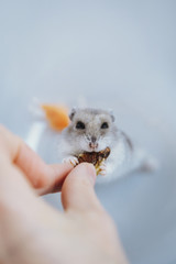 
Dzungarian hamster with walnuts and carrots - 341235686