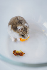 
Dzungarian hamster with walnuts and carrots - 341235806