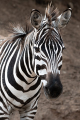 Fototapeta na wymiar retrato zebra
