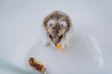 
Dzungarian hamster with walnuts and carrots - 341235855