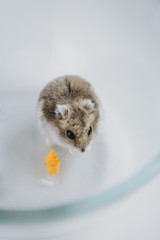 
Dzungarian hamster with walnuts and carrots - 341235866