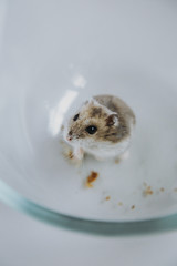 
Dzungarian hamster with walnuts and carrots - 341236278
