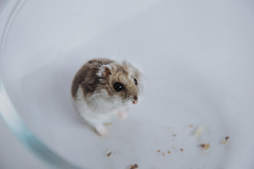 
Dzungarian hamster with walnuts and carrots - 341236296