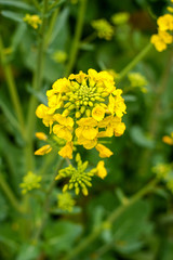 yellow flowers of a dandelion