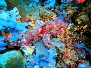 Naklejka na ściany i meble The amazing and mysterious underwater world of Indonesia, North Sulawesi, Manado, scorpionfish