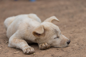 The puppy sleeps on the ground, waiting for the owner