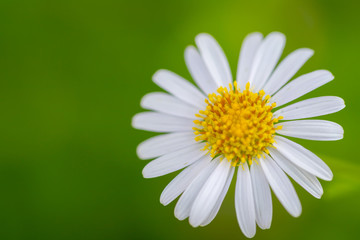 Fototapeta premium White Daisy flower in nature with background