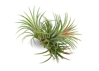 Naklejka na ściany i meble Air plant with scientific name Tillandsia, isolated white background. This has clipping path. 