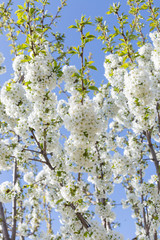 Beautifully blooming cherry trees, background with blooming flowers on a spring day.
