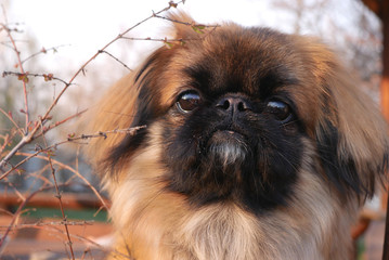  Portrait of fluffy hairy small dog  pekingese closeup on a walk at nature