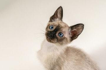 Close up Cute eight weeks young Siamese kitten. Portrait of purebred thai cat with blue eyes sitting on white background.Concepts of pets play hiding