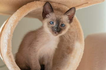 Purebred 6 week old Siamese cat Small kitten with blue shaped eyes on beige playground background. Concepts of pets play hiding