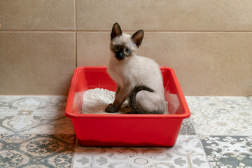 housebroken siamese kitten sitting in cat's toilet or kitty litter box