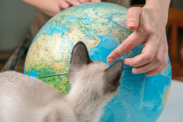 Siamese kitten looks at globe, white background with female hands. Travel and education concept. Lifestyle