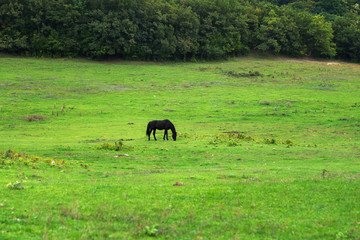 Grazing horses on the green Field. Horses grazing tethered in a field. Horses eating in the green pasture. Horses in a green field.
