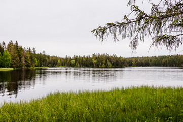 étang de la gruère, la gruère, see, moorsee, moor, weiher, hochmoor, wanderweg, spazierweg, Wald, Waldweg, Wasserpflanzen, torfmoos, jura, Naturschutz, frühling, sommer, schweiz
