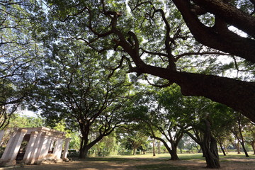 Chamchuri Tree in Buriram, Thailand