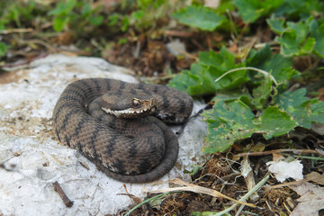 vipera (Vipera aspis),ritratto tra le rocce