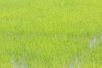 Fototapeta na wymiar Green rice plant organic in the field