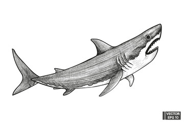 Shark sketch illustration to vintage engraving style.